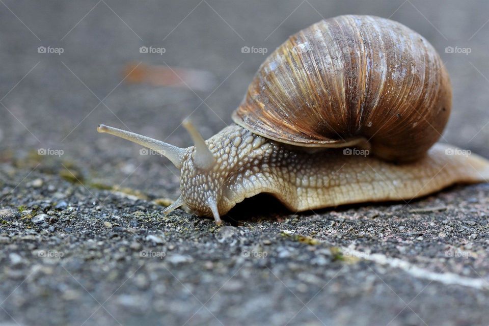 Snail ground up photo 