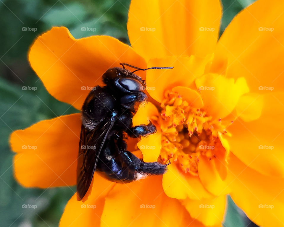 Close up of a black carpenter bee pollinating an orange yellow marigold.