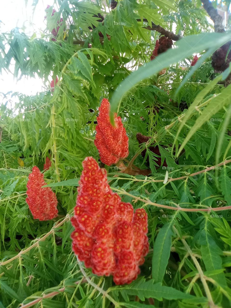 Rhus typhina