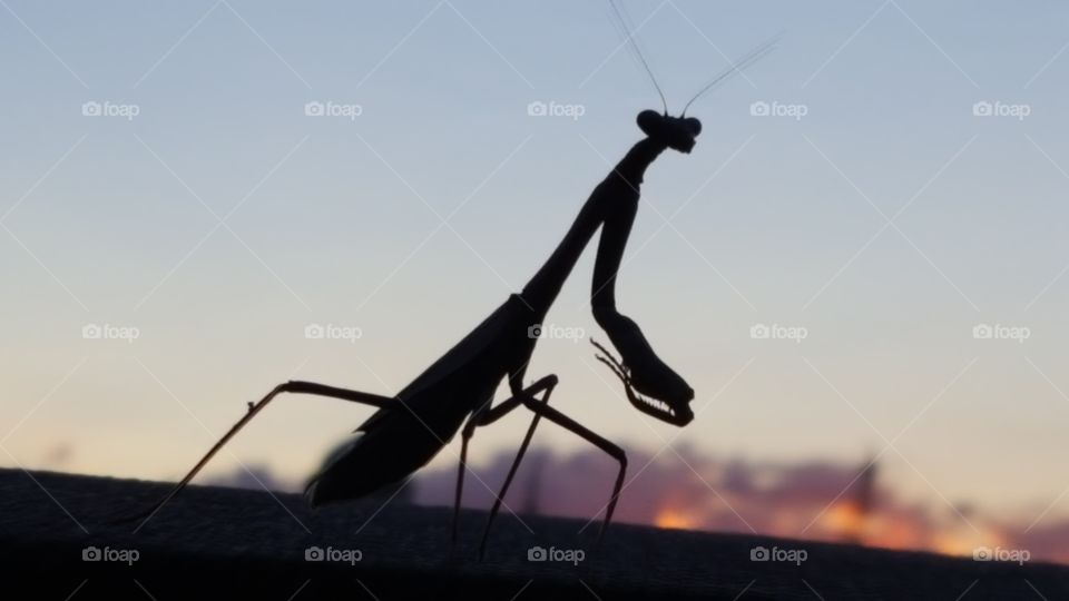 praying Mantis hanging out