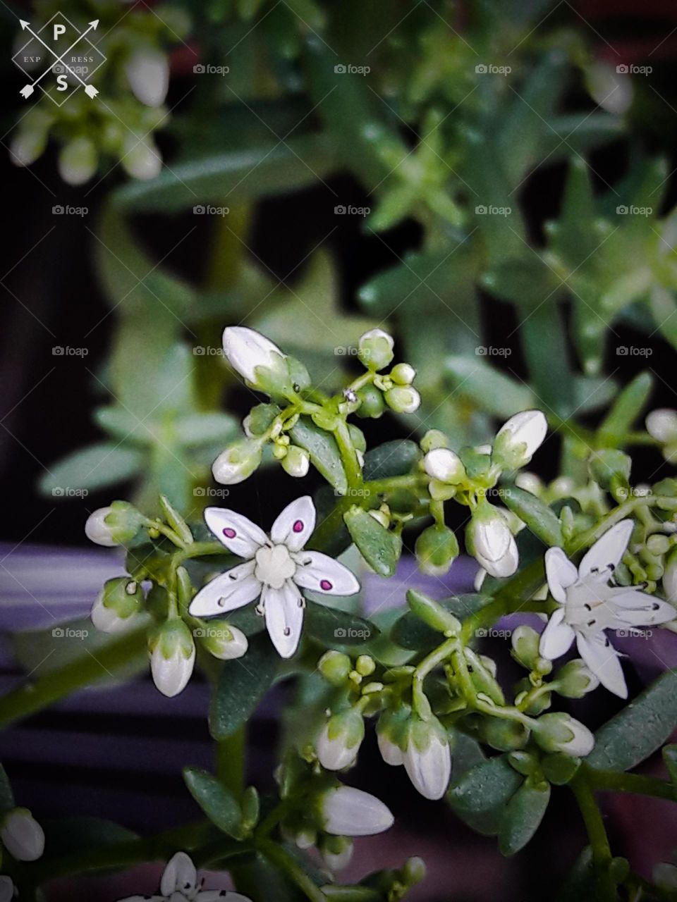 Little white flower