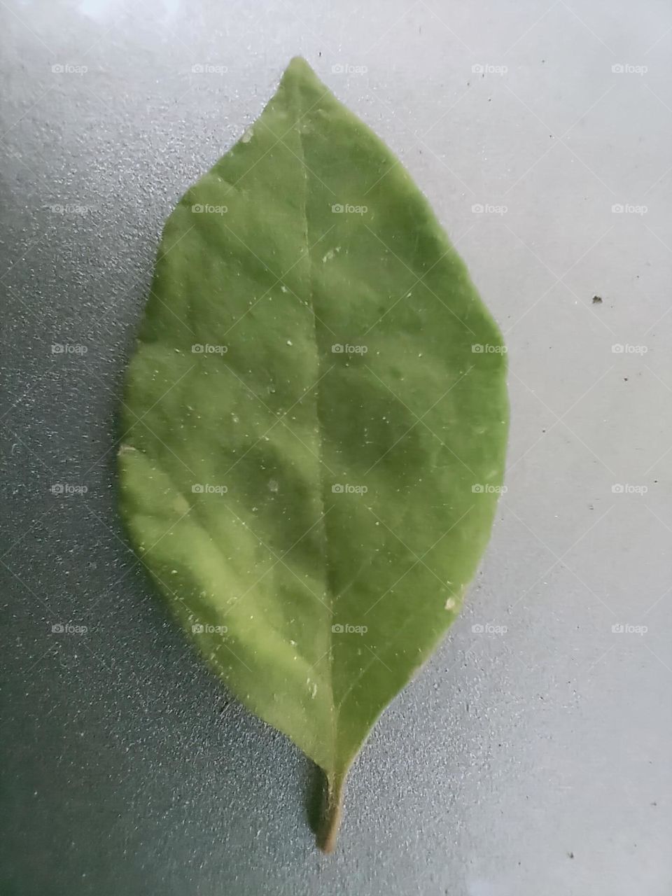 A leaf