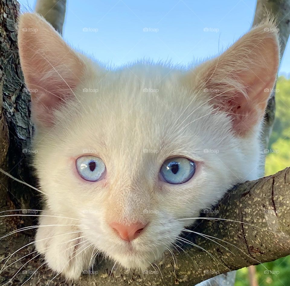 White kitten with piercing blue eyes