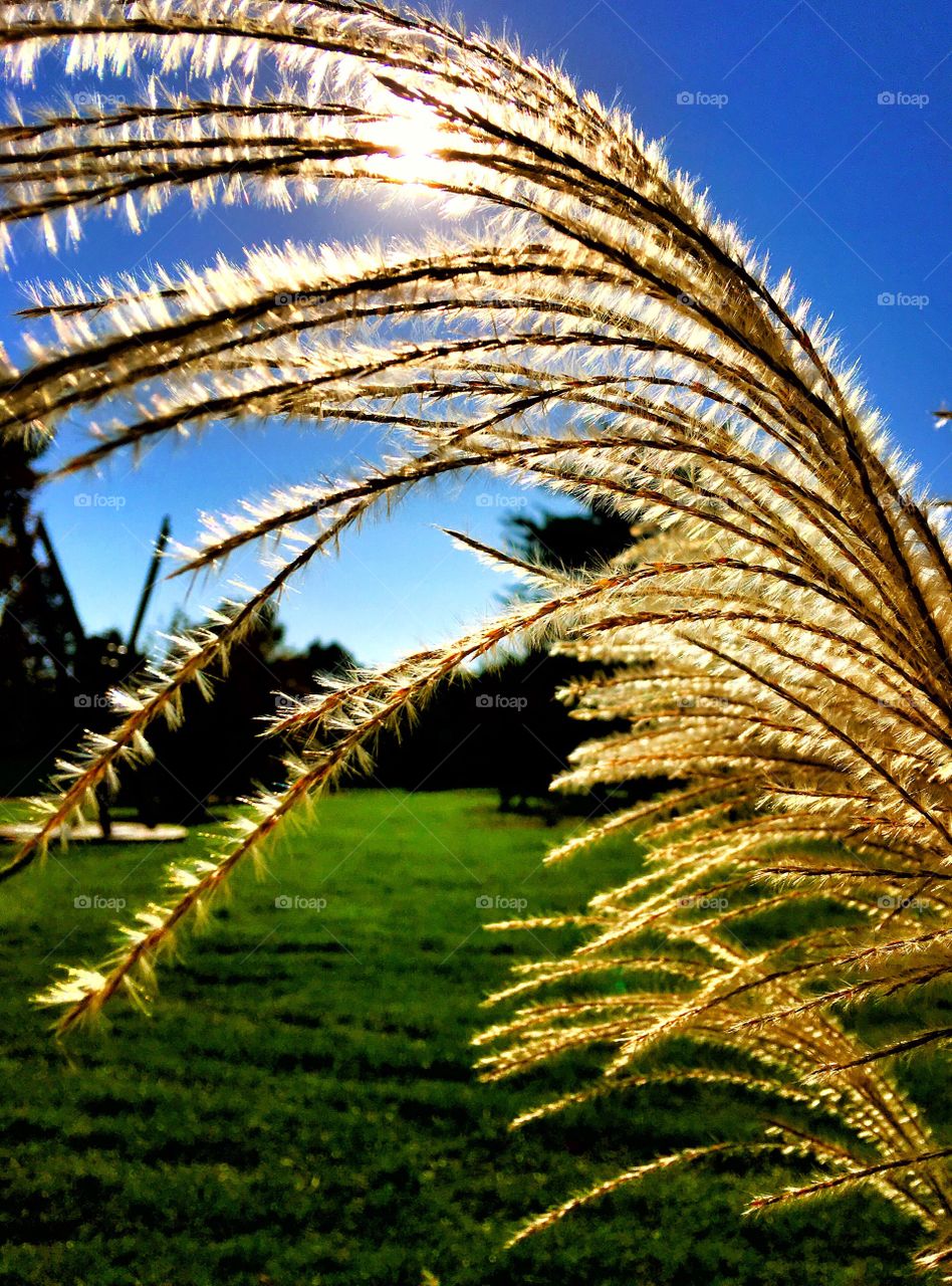 Fuzzy memories of summer... 