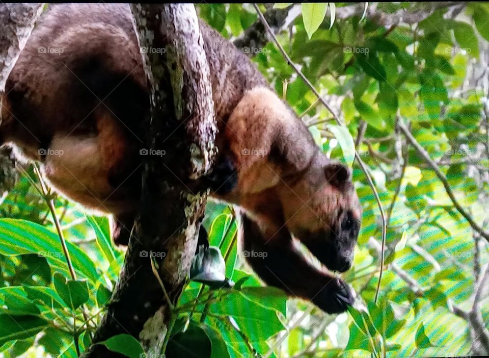 animal on tree branch