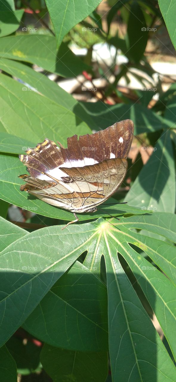 Wounded butterfly on cassava leaf