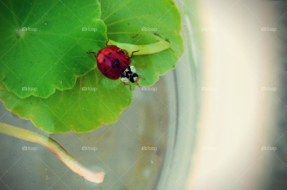 Ladybug