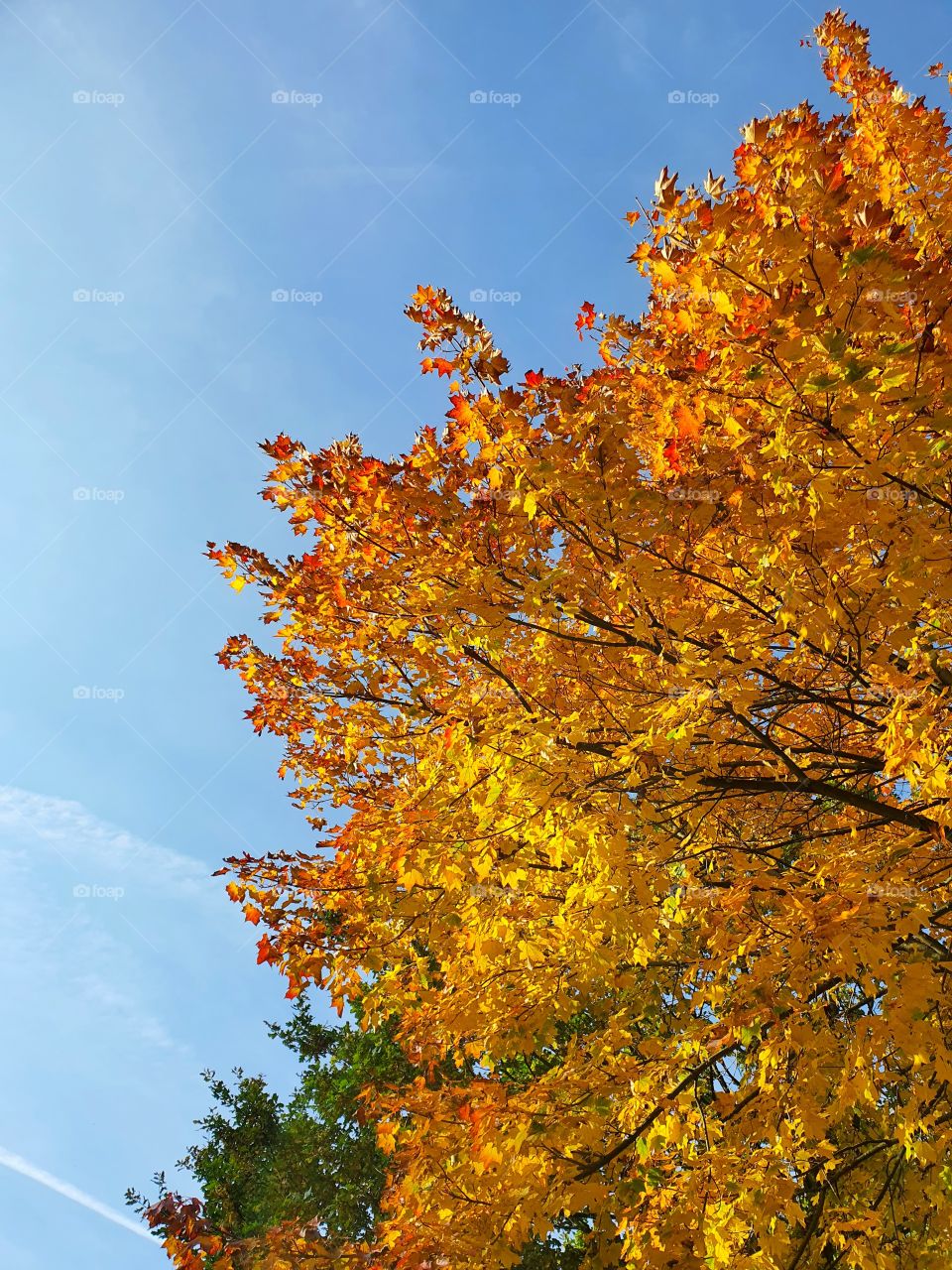 Golden leaves against blue sky