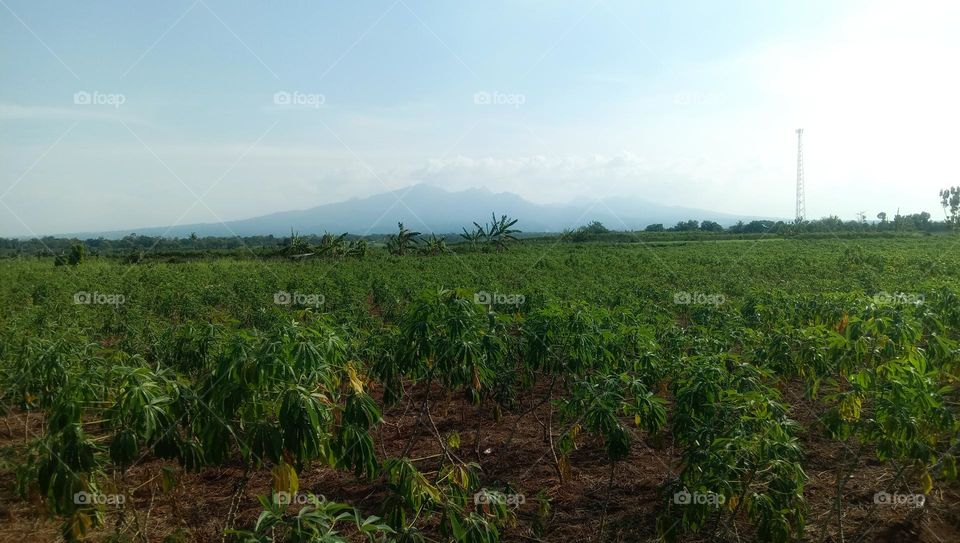 View of cassava fields with mountains in the background