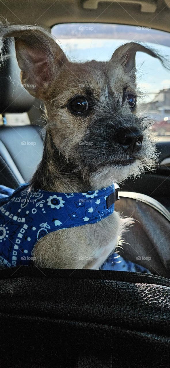Riding and stopping while an errand is done. Puppy waits watching with sincere anxiousness  for the drivers return & complete errands.