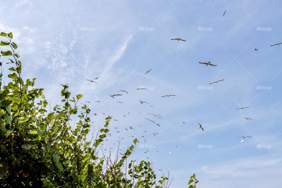 Flying birds against blue sky 