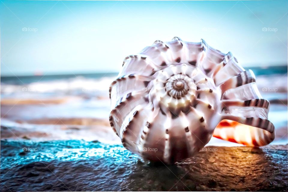 Whelk Wallpaper Sea