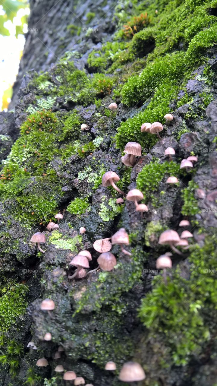 moss & fungus