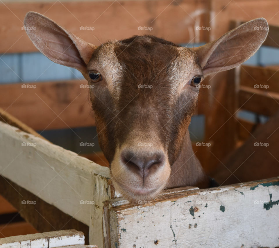 Goat looking over a fence