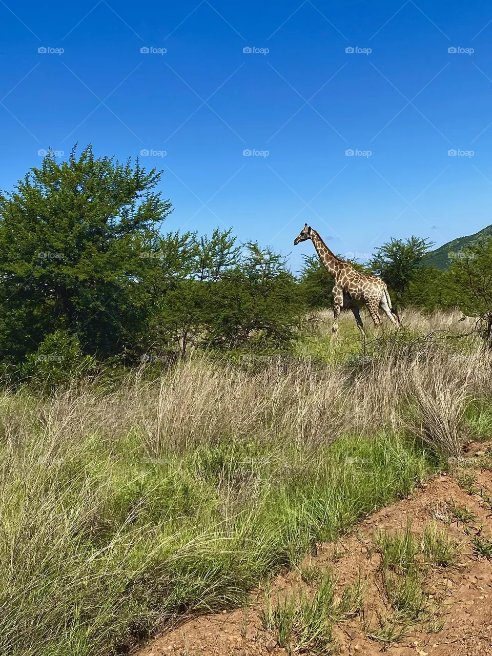 Giraffe