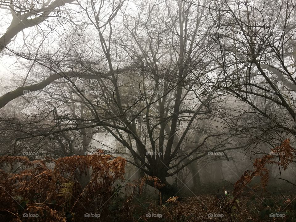 Misty forest sillohette 