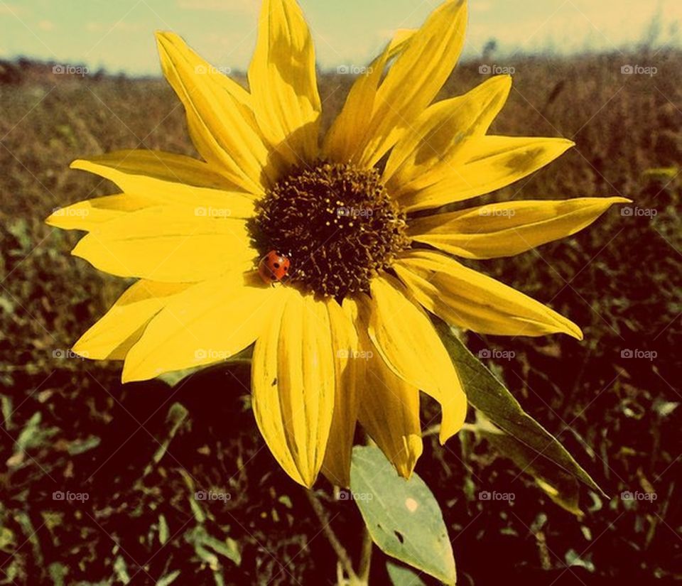 yellow sunflower with ladybug