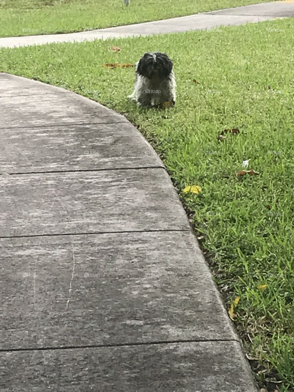 Do you like walking and you see a dog and you don’t know if it’s going to attack you well i was walking and seen this dog i was scared but it didn’t come to me 😂