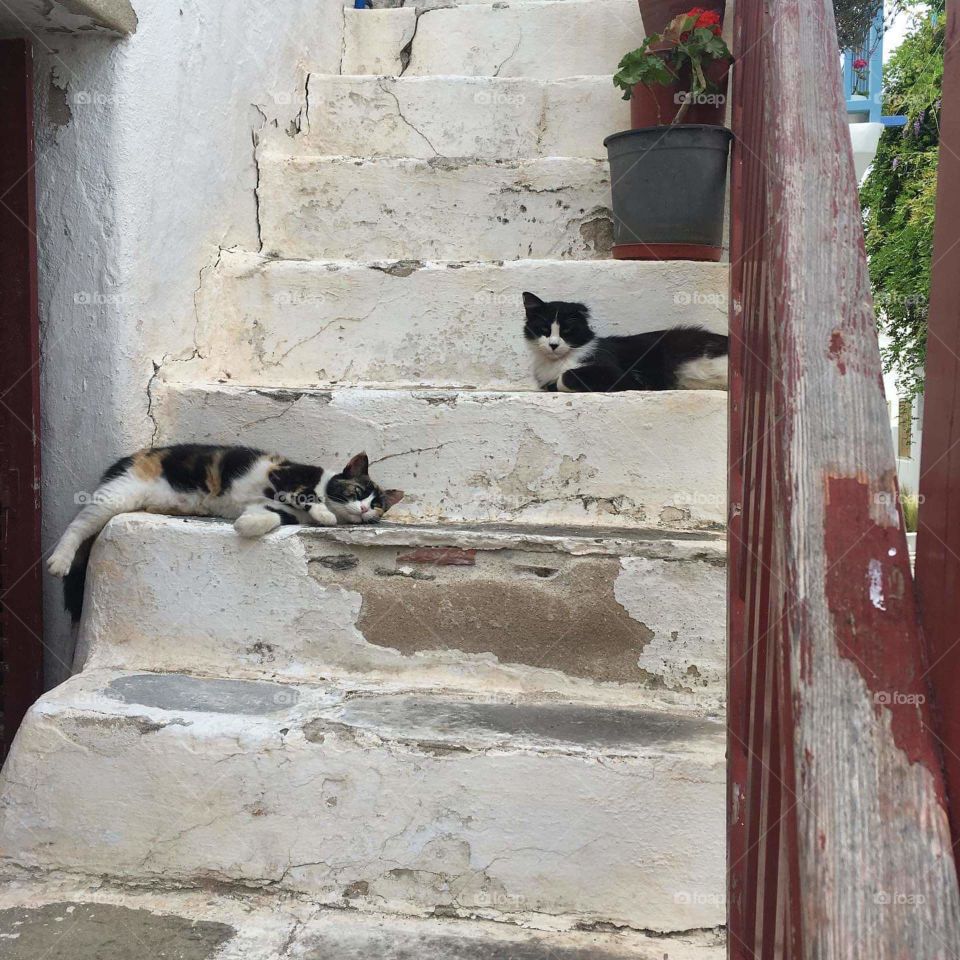Cats on stairs in Mykonos