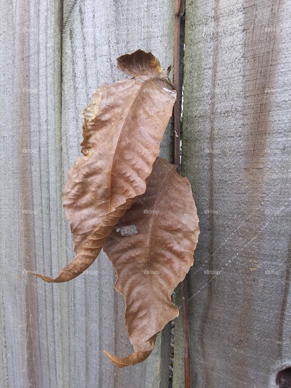 two brown leaves