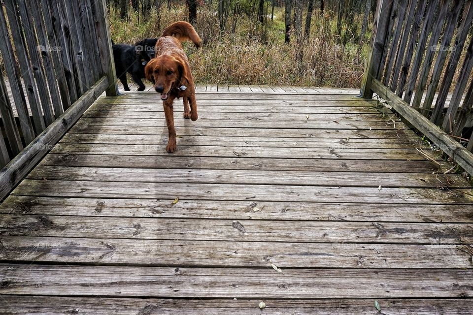 High angle view of dog