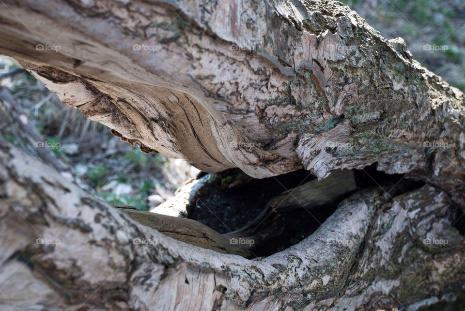 Nature, Tree, Wood, Rock, No Person