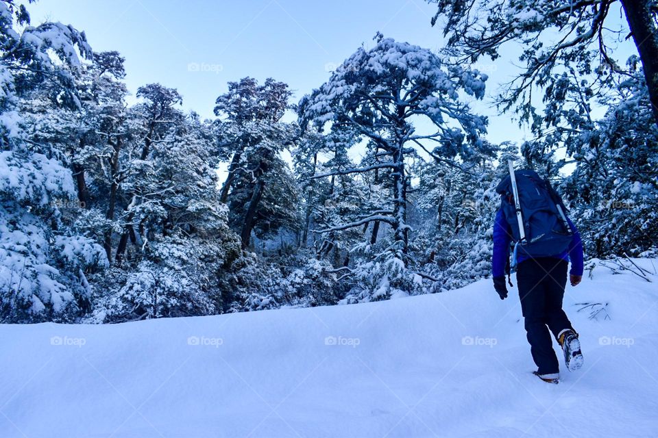 Hikking through the snow in a winter forest 