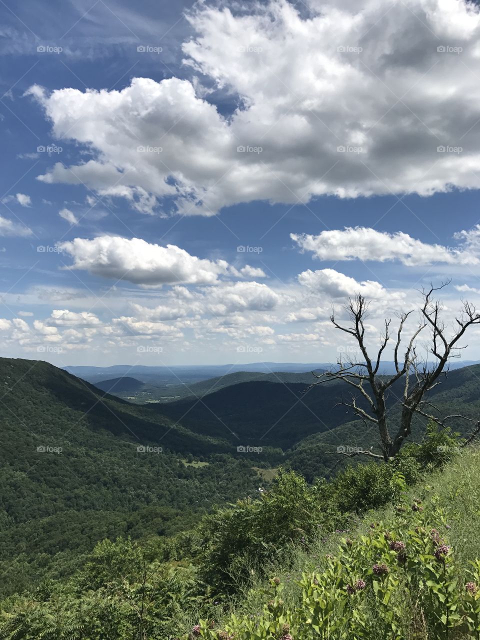 Skyline Drive Virginia Shenandoah National Park 