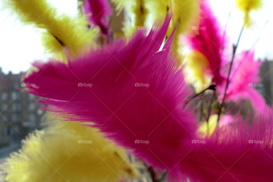 Easter feathers
