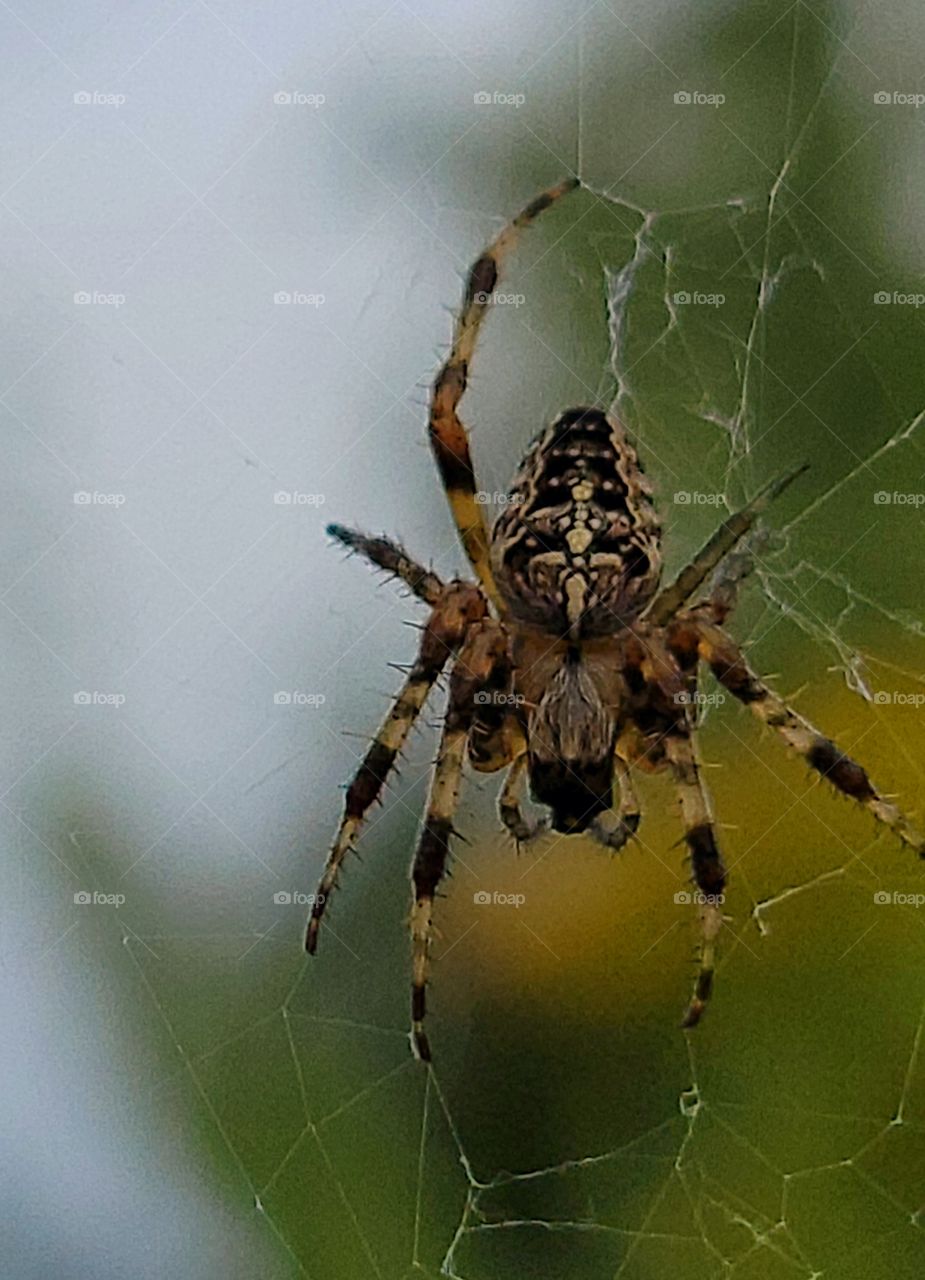spider in a web