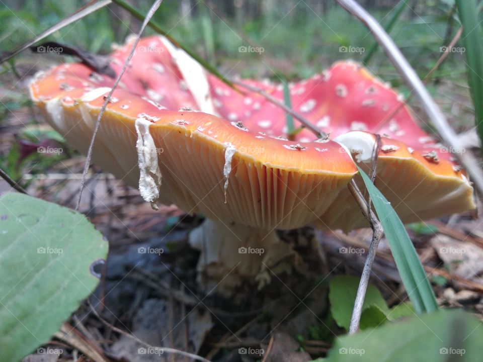 Red mushroom fly-tipper in the woods