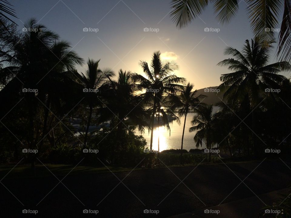 Palm, Beach, Sun, Tree, Coconut