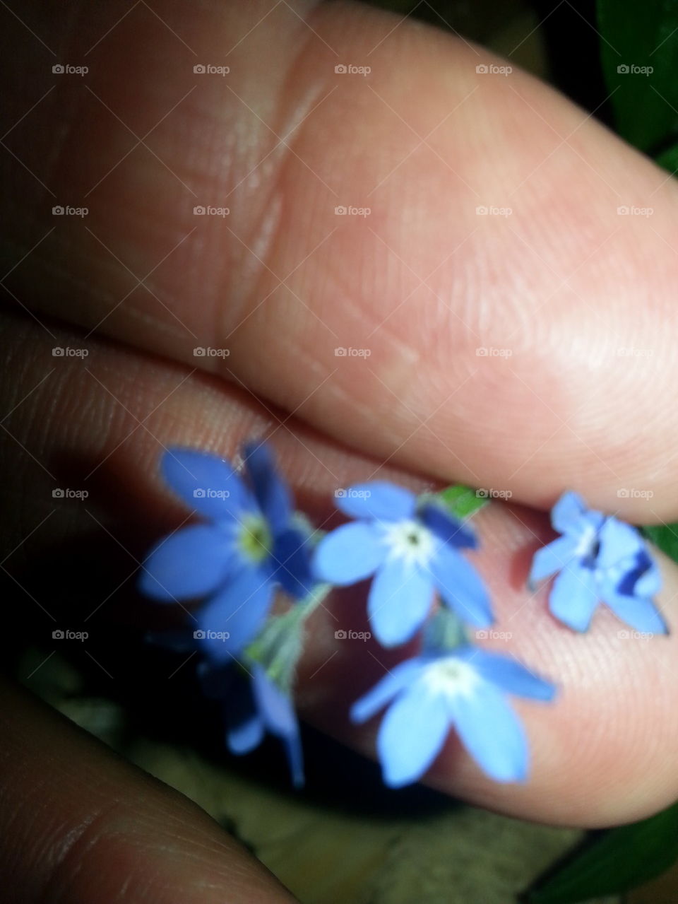 little blue blossoms!