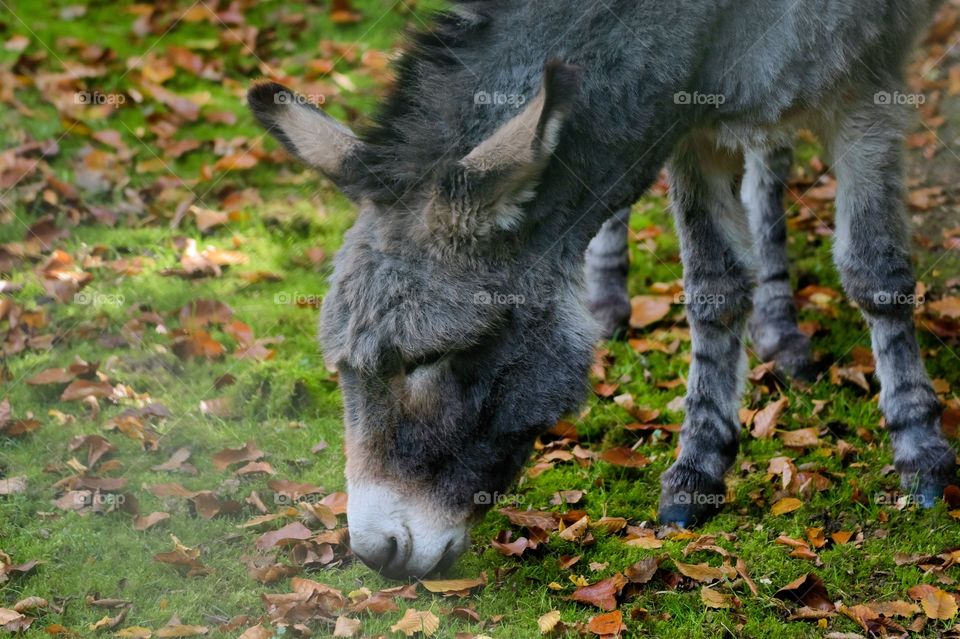 This is a donkey, captured in a park.