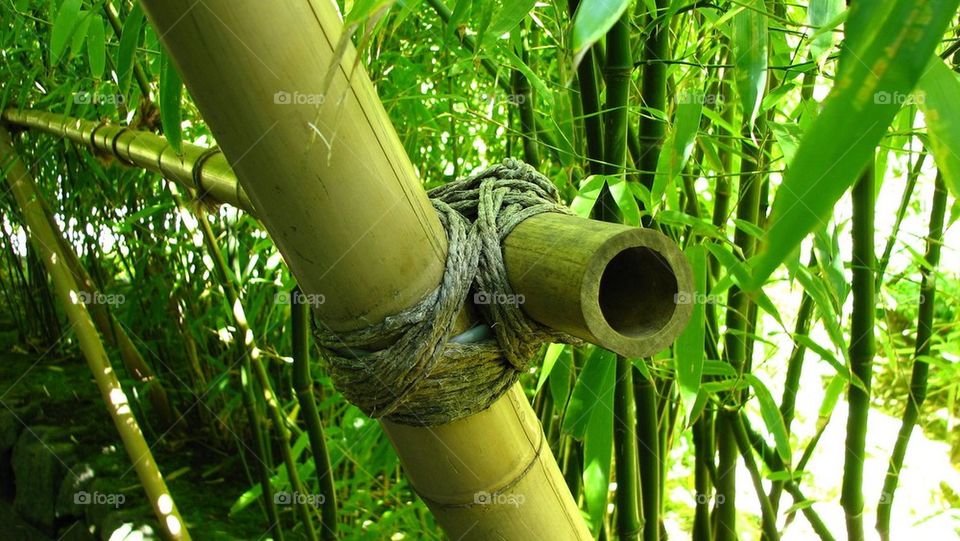Bamboo Details