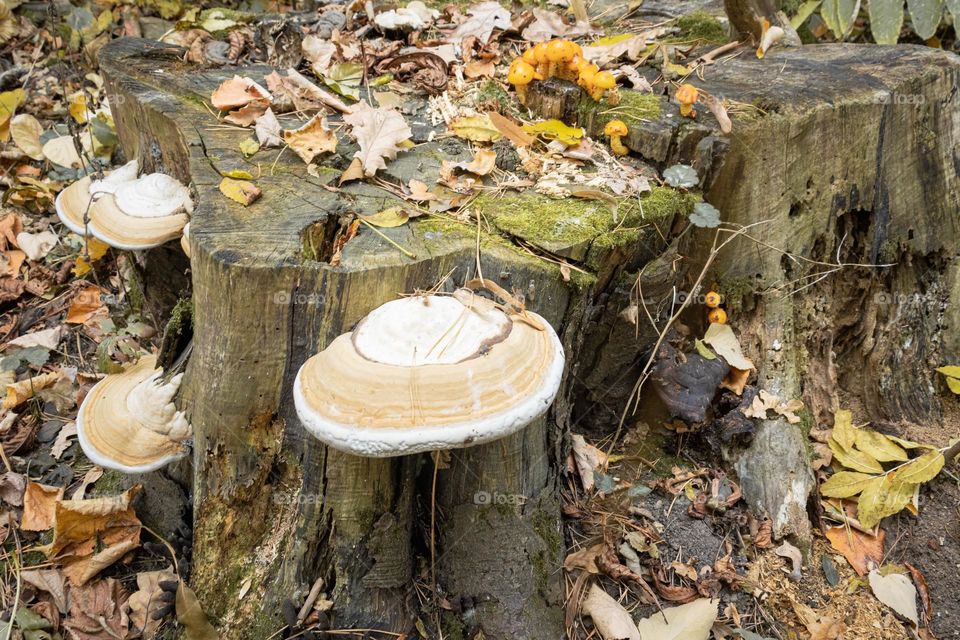 Stump with wood mushrooms