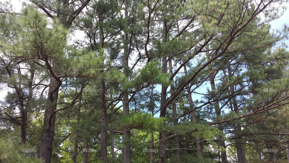 Towering Pines. Row of pine trees