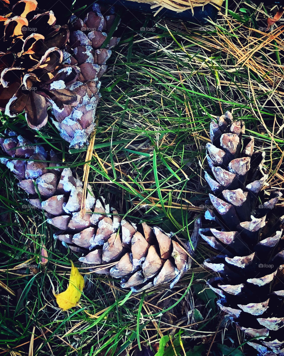 Pine cones on the ground