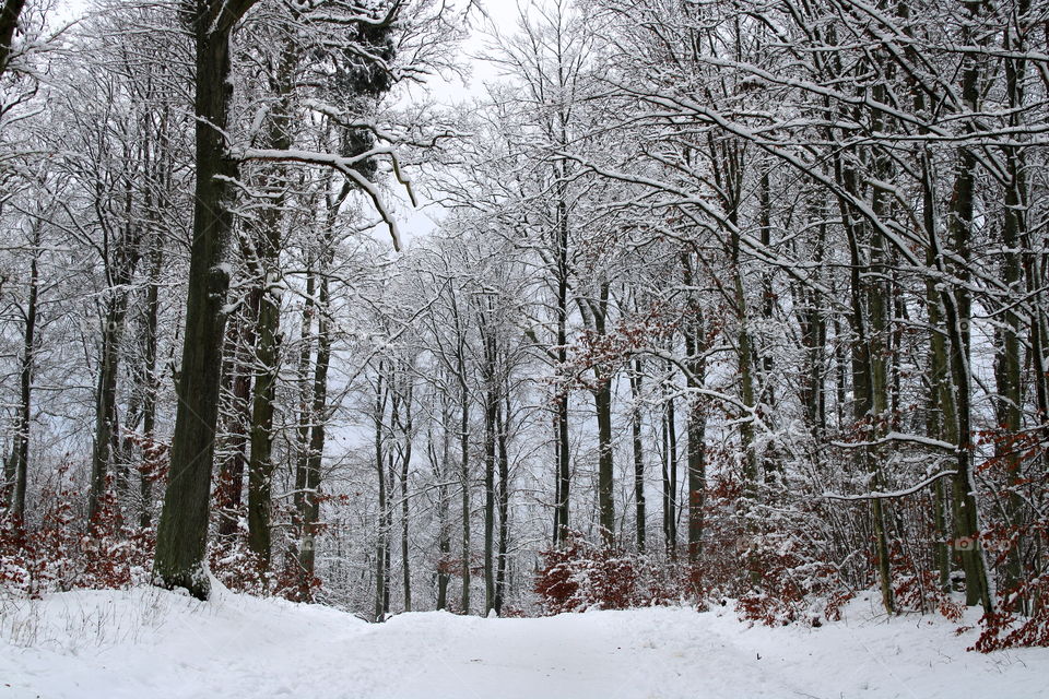 Amazing winter in the forest. A lot of snow covering branches of the trees.