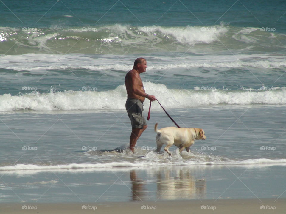 Walking hog in Daytona Beach, FL