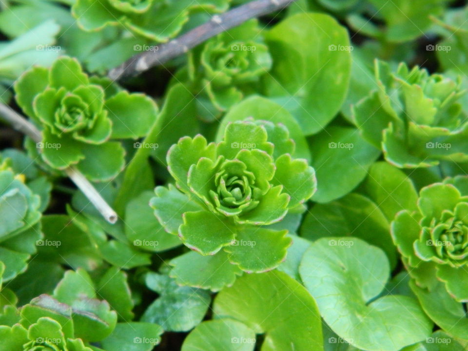 close up of sedum plant