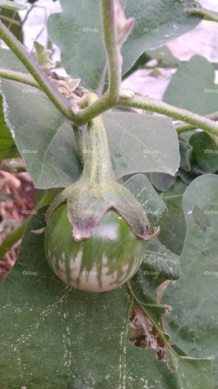 Eggplant as an introduction to chili sauce