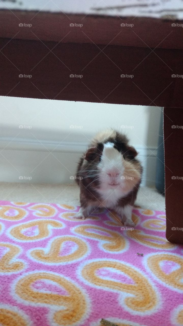 Goofy guinea pig