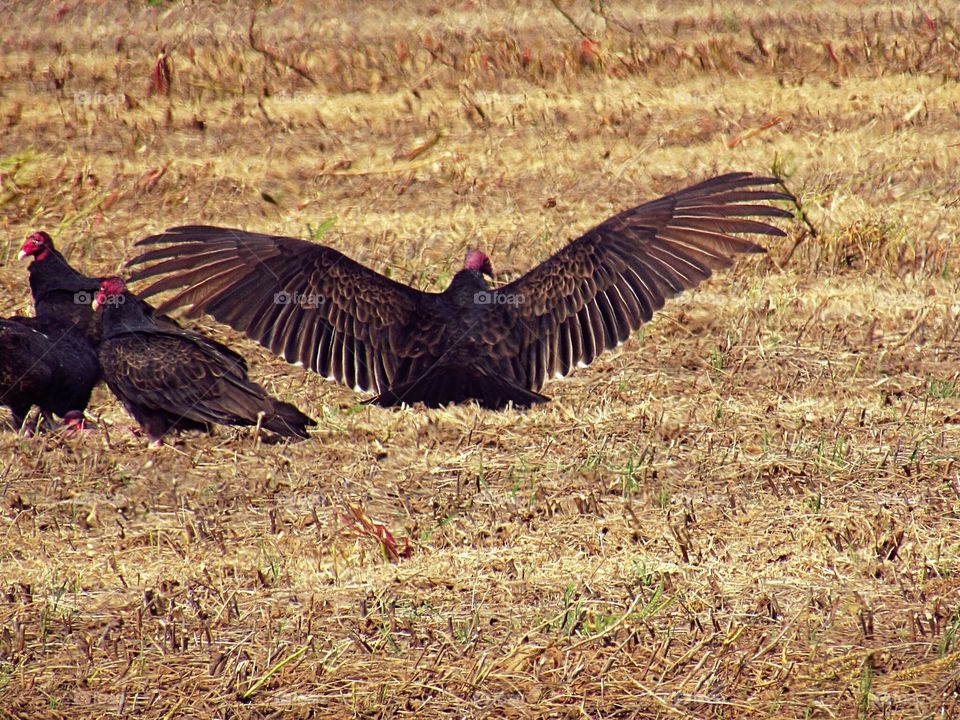 Just another buzzard after a feast