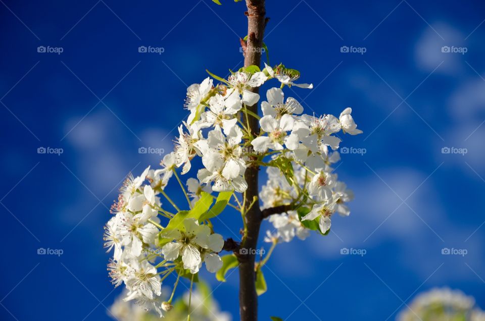 White flowers 