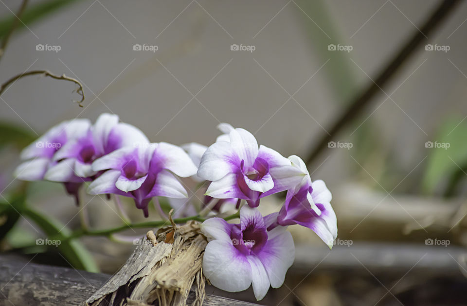 Beautiful purple Orchid Background blurred leaves in the garden.