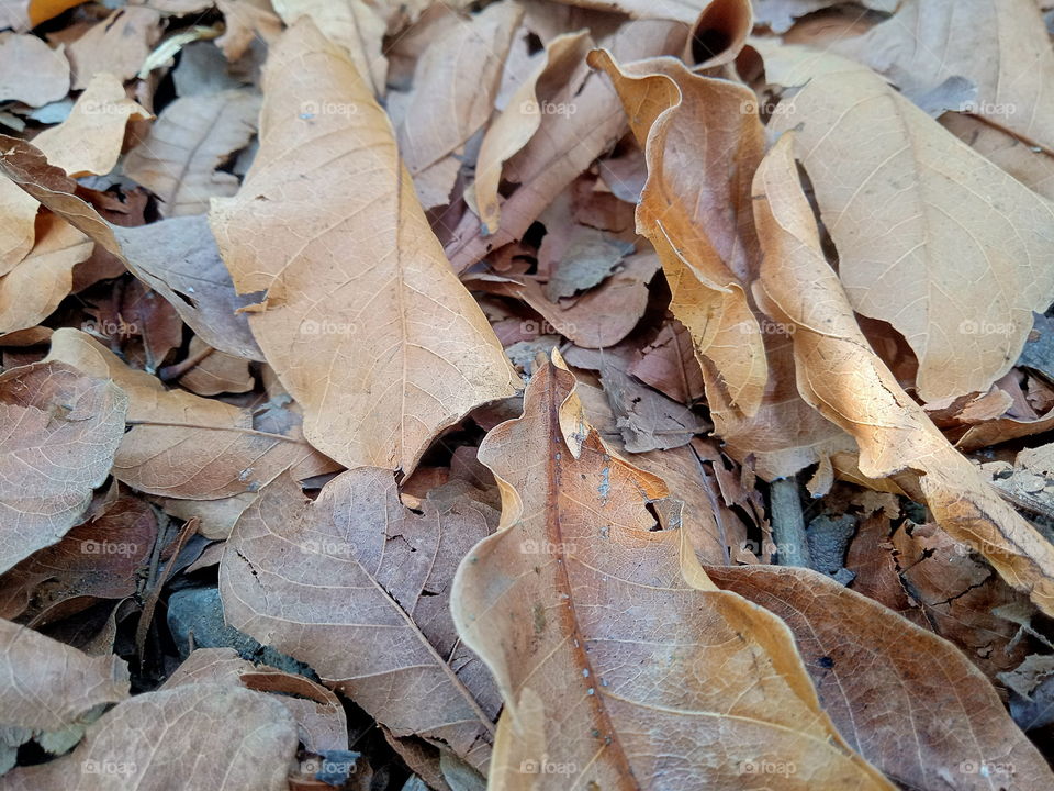 litter at the soil in summer time