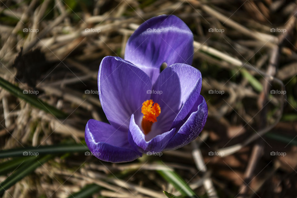 Purple crocus one of the first spring flower