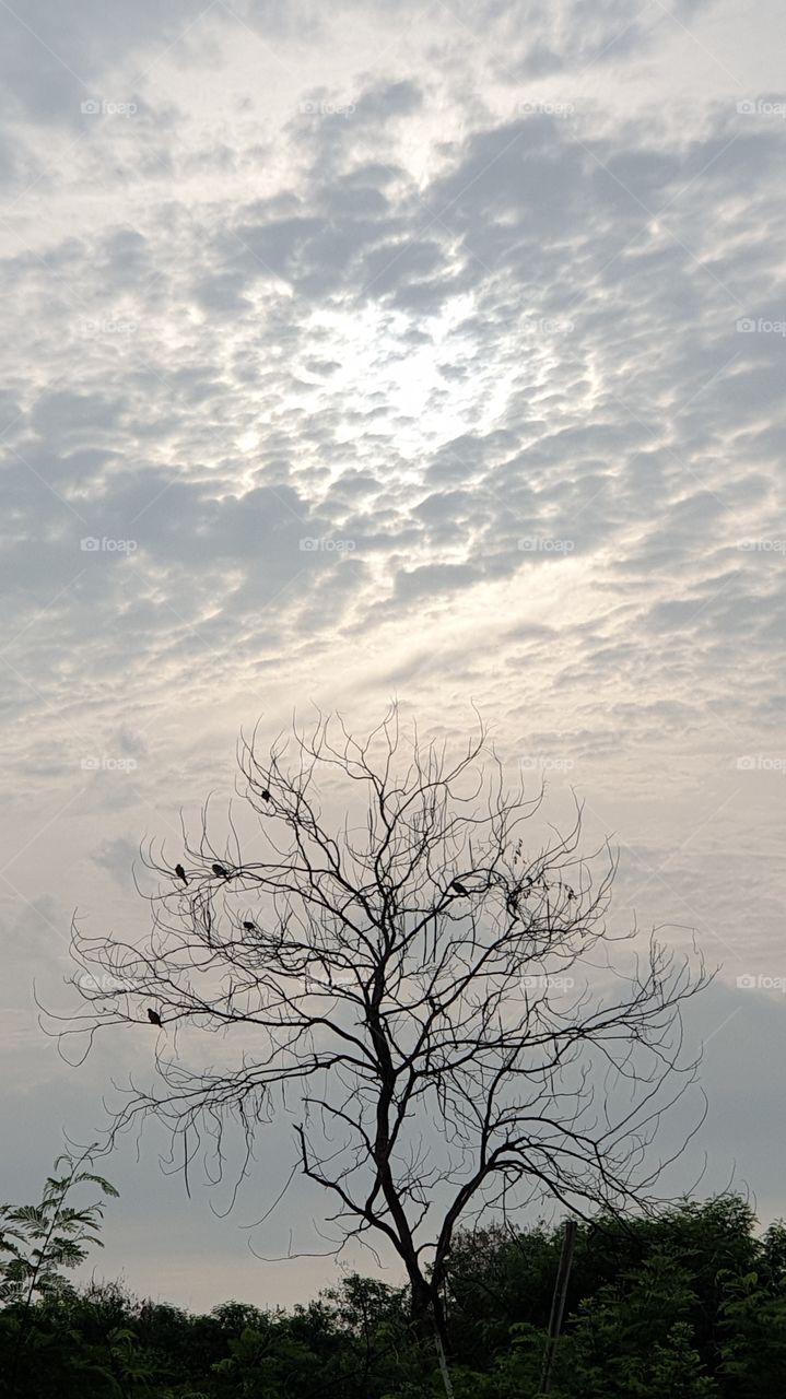 tree with cloudy sky