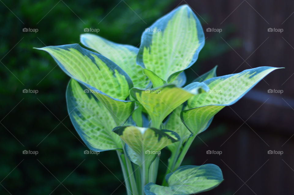 Hasta Pauls glory perennials bokeh